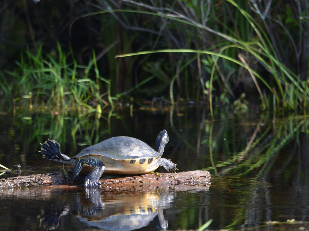 Okefenokee Adventures-Folkston必去景点