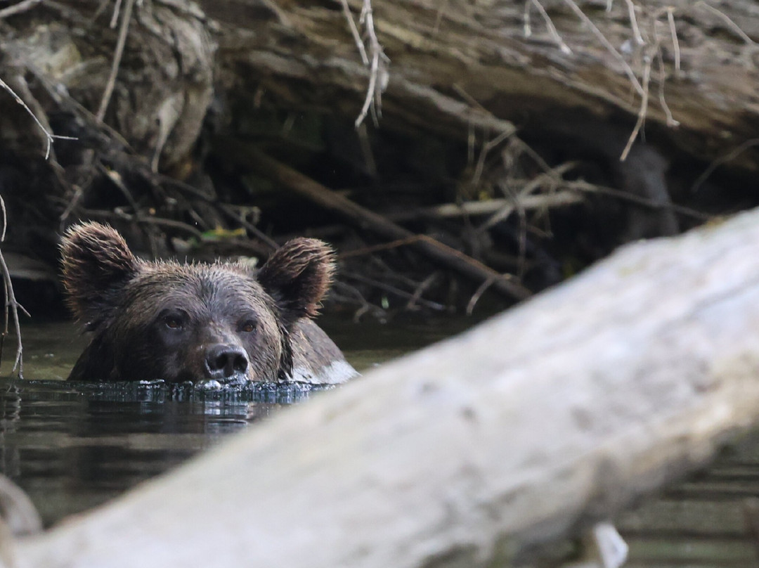 Kynoch Adventures-Bella Coola必去景点