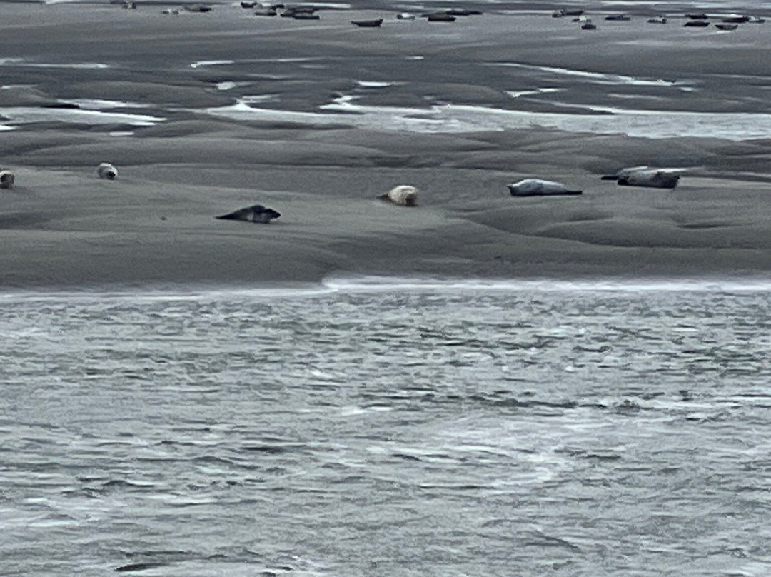 Les Phoques de la Baie d'Authie-Berck必去景点
