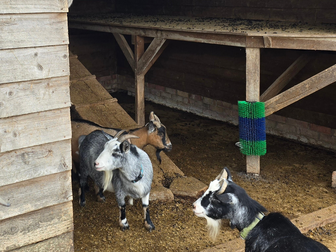 Finkley Down Farm-Andover必去景点