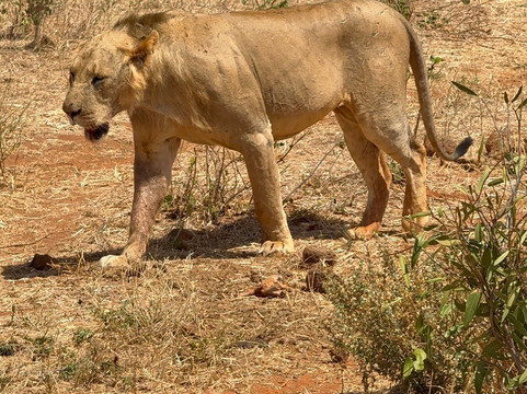 Little Lion Kenya con Rondo Veneziano-瓦塔木必去景点
