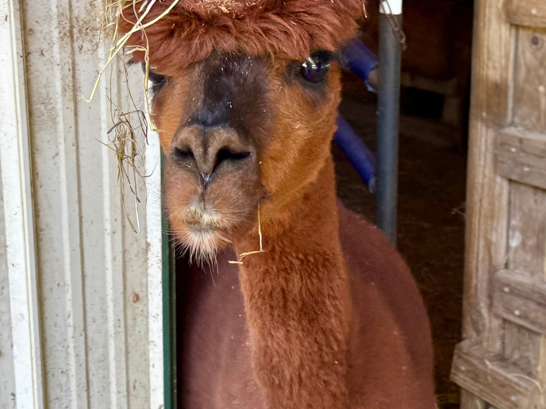 Jersey Shore Alpacas-开普梅必去景点