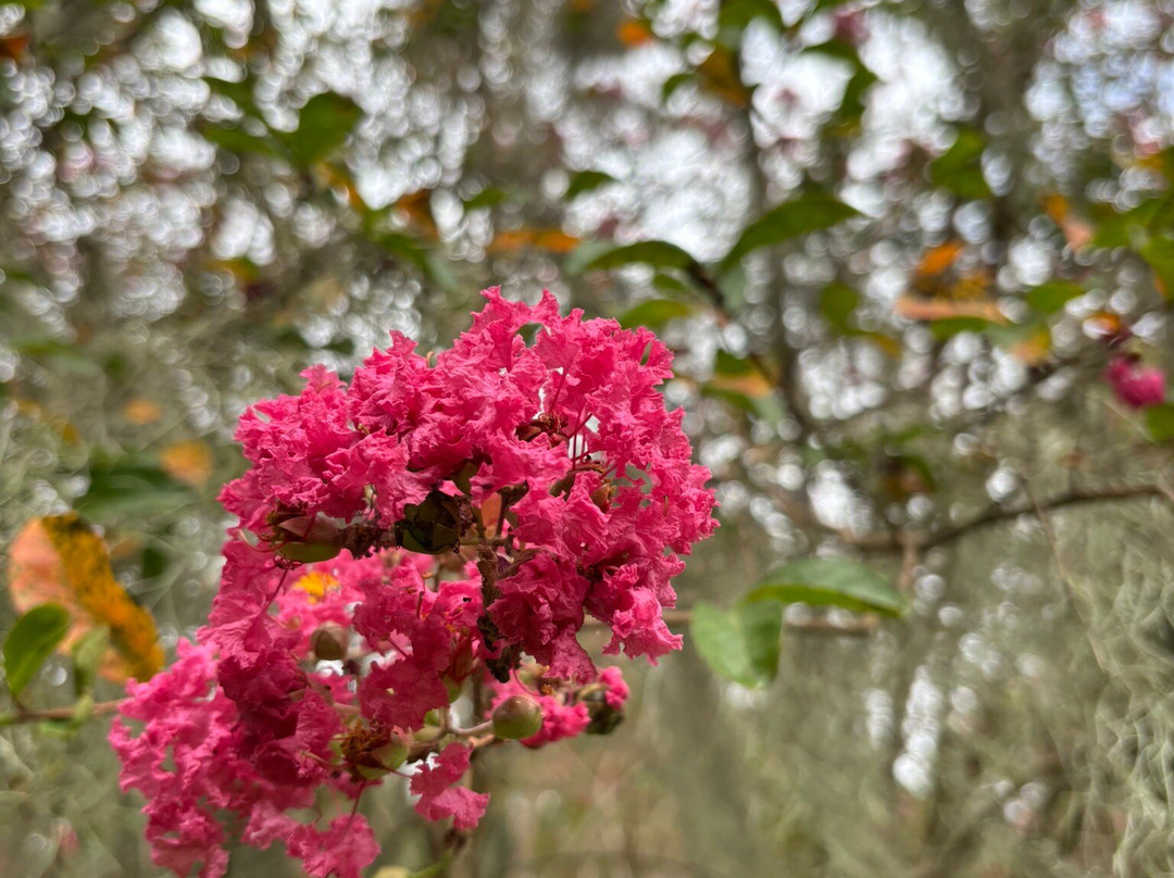 Lake Waccamaw State Park-卡罗莱纳州必去景点