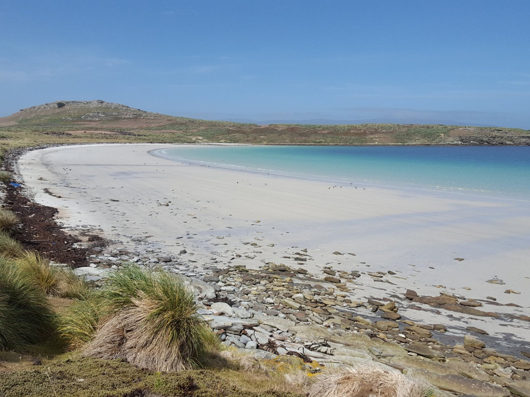 Carcass Island旅游攻略图片