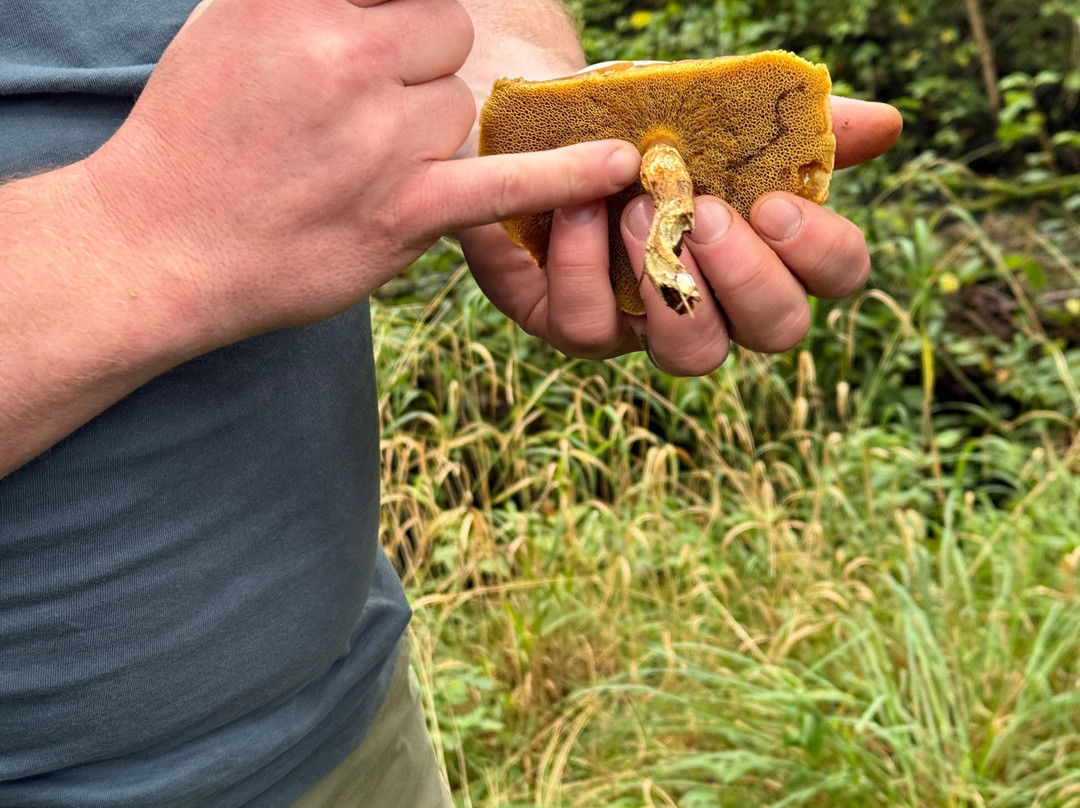 Northern Woodcraft-Holystone必去景点