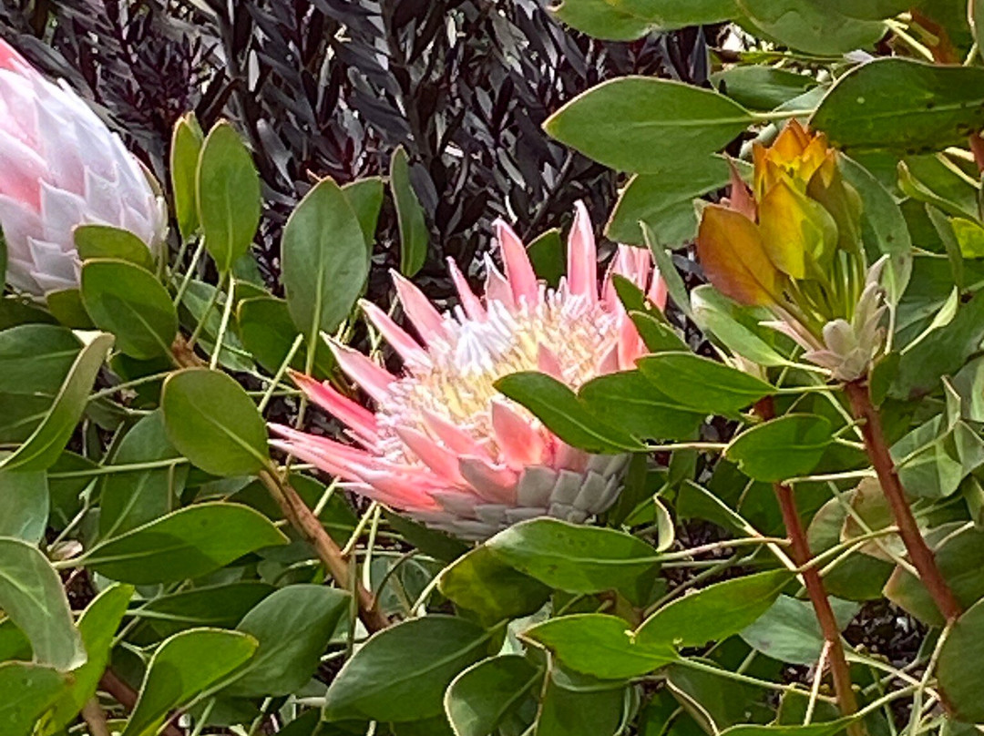 The Blue Mountains Botanic Garden-Mount Tomah必去景点