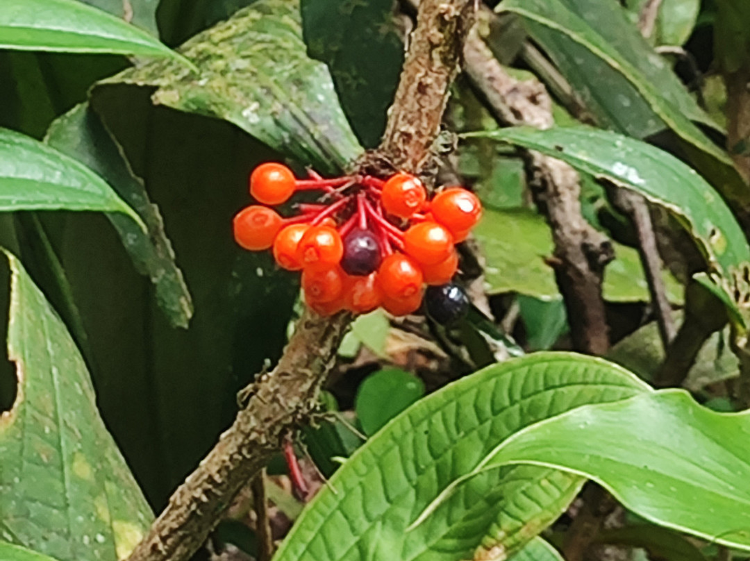 天蓬走道-亚庇必去景点