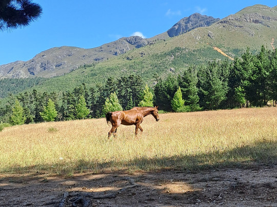 Cape & Company-斯泰伦博斯必去景点