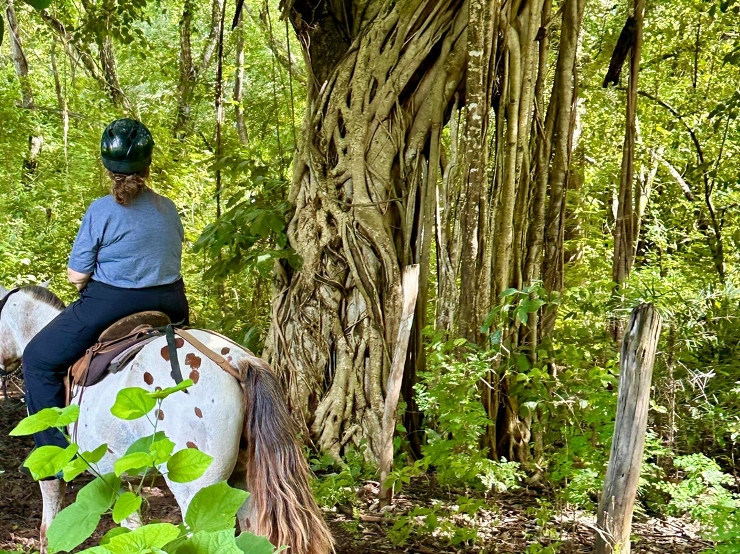 瓜纳卡斯特 JW 万豪度假酒店及水疗中心主图