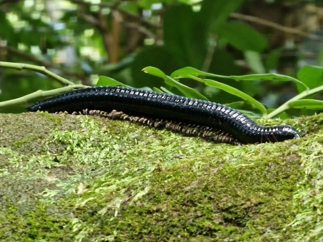 Sinharaja Rainforest Tour-Deniyaya必去景点