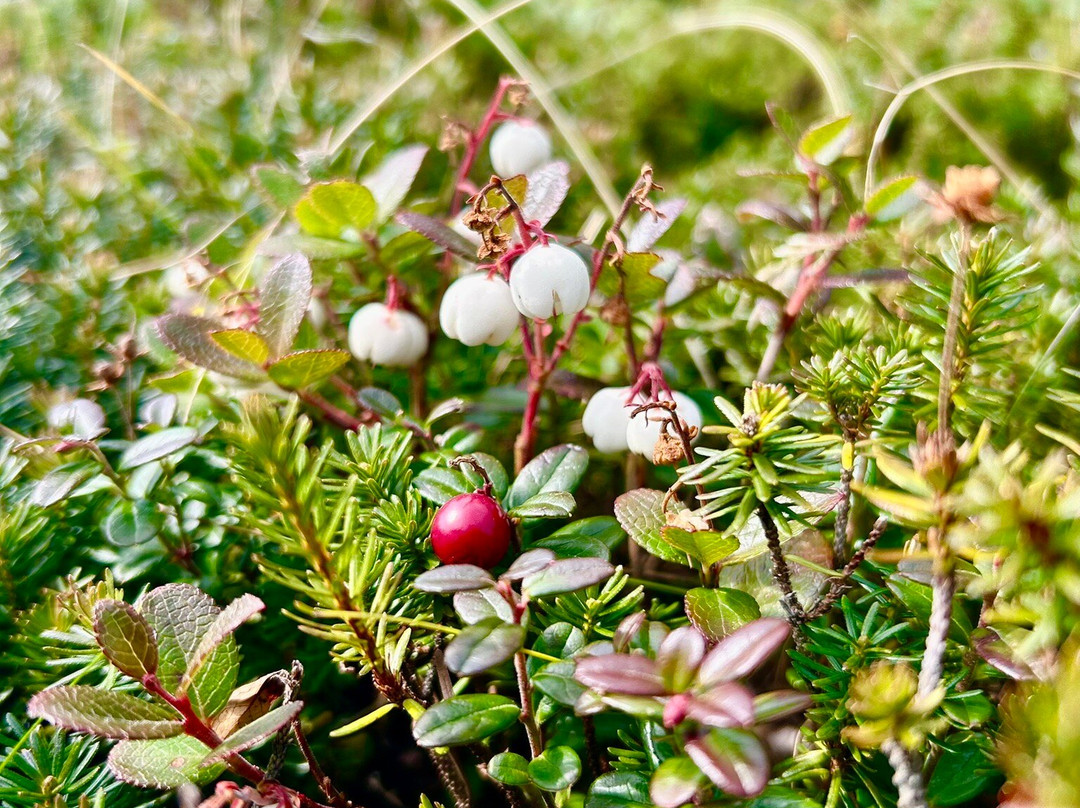 大雪山-上川町必去景点