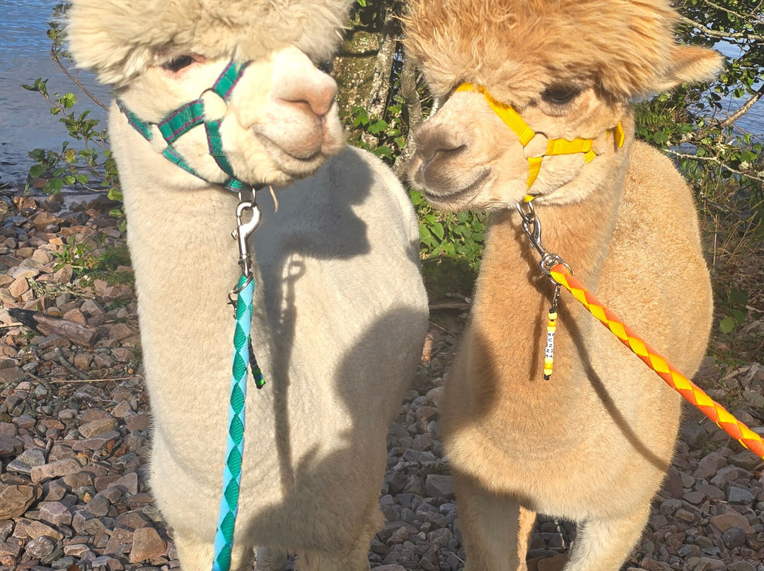 Loch Ness Alpacas-因弗内斯必去景点