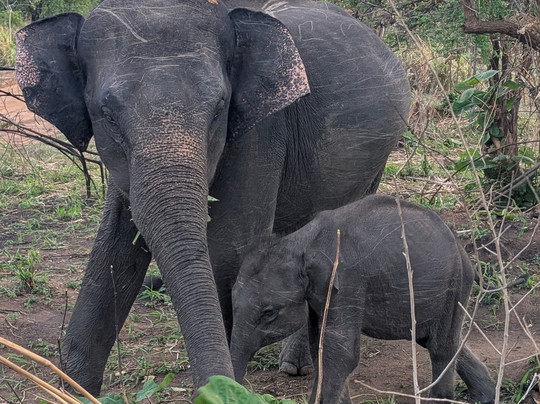 Kandy Star Tours-康提必去景点
