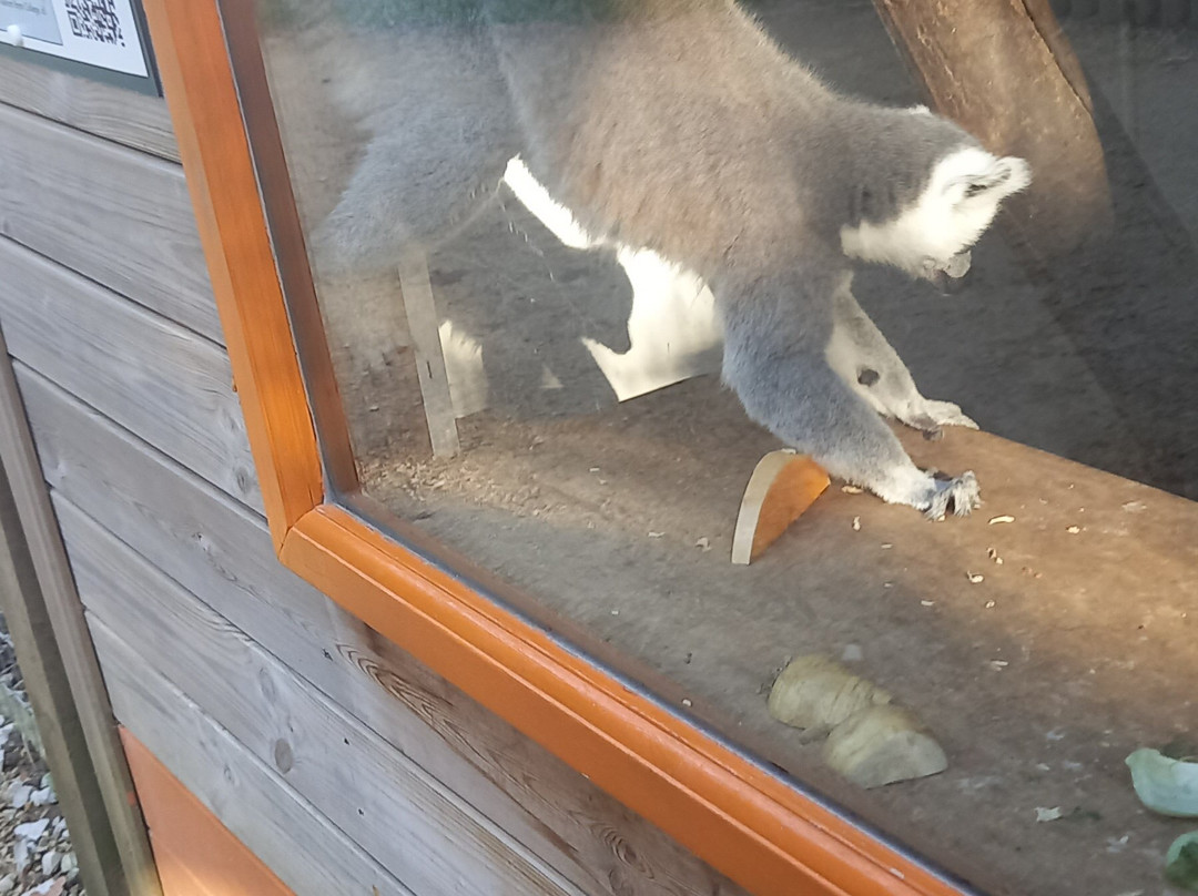 Askham Bryan Wildlife & Conservation Park-约克必去景点
