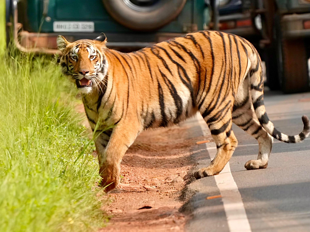 Tathastu Tadoba主图