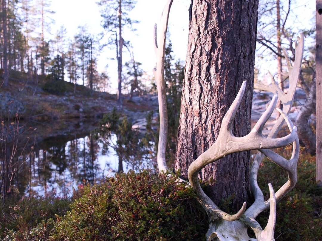 Kivitunturi Hiking Trail-Savukoski必去景点