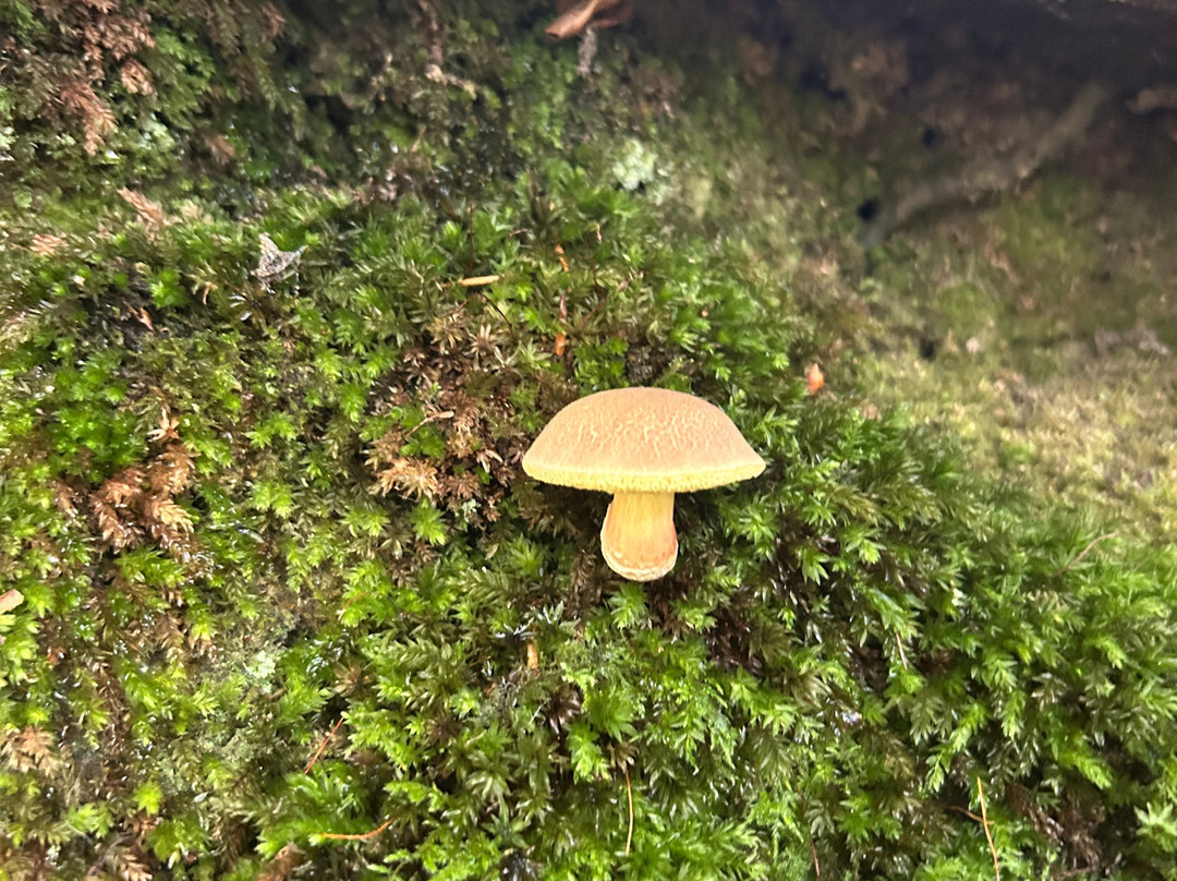 Forage Pembrokeshire-哈弗福韦斯特必去景点