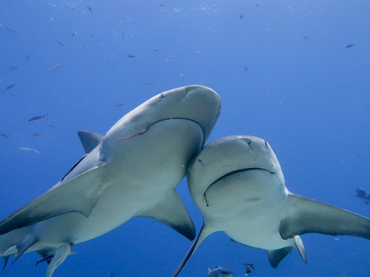 Barefoot Shark Encounters Fiji-丹娜努岛必去景点
