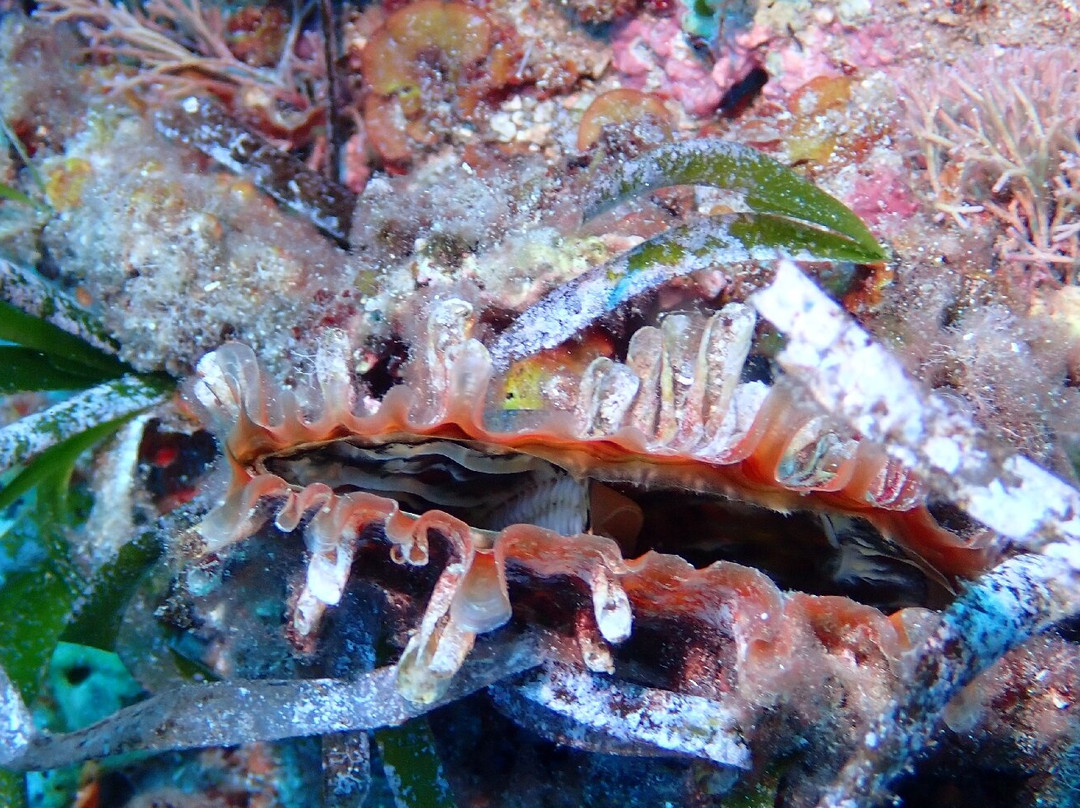 Cala Pada Diving Center Ibiza-圣欧拉利娅尔德里奥必去景点