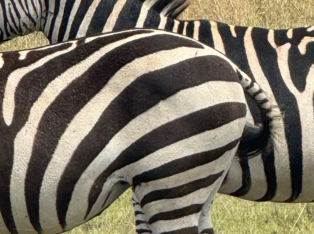 Meijo Safaris-阿鲁沙区必去景点