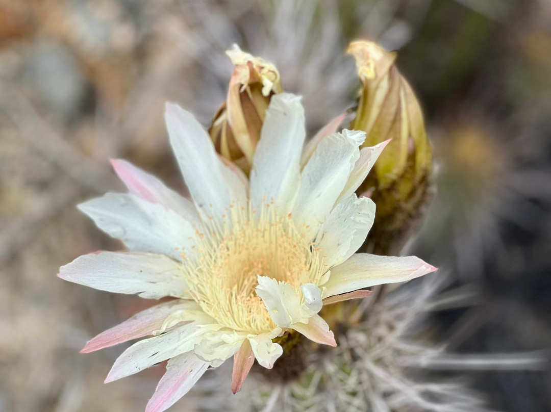 Parque Nacional Llanos del Challe-Huasco必去景点