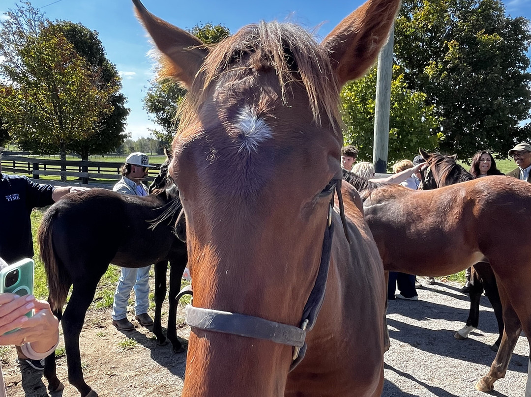 Taylor Made Farm-Nicholasville必去景点