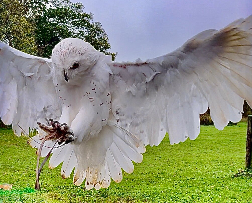 World of Wings Birds of Prey Centre-坎伯诺尔德必去景点