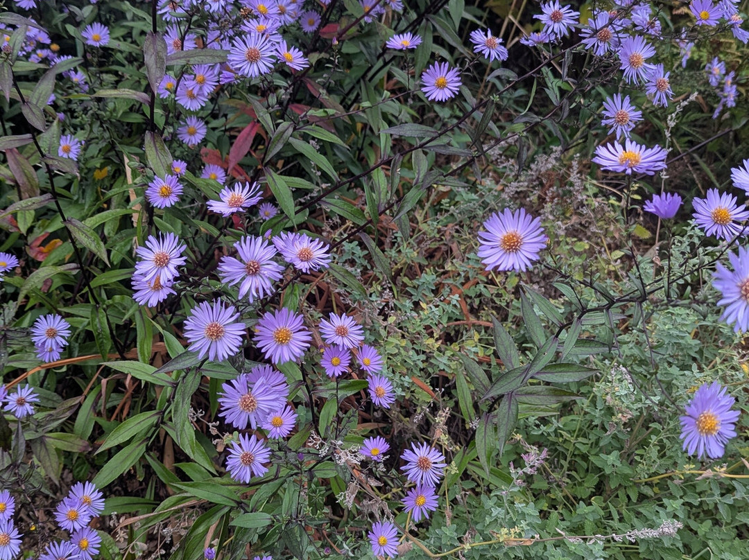 National Botanic Gardens, Kilmacurragh-County Wicklow必去景点
