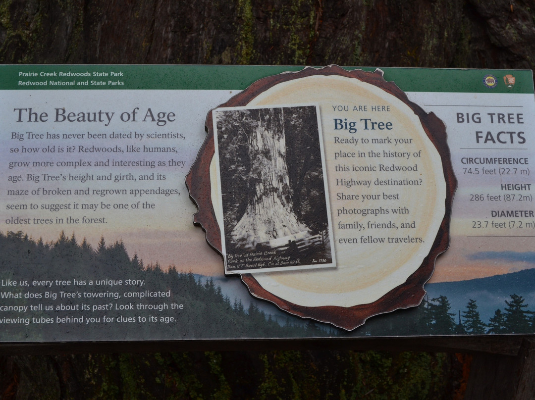 Prairie Creek - Foothill Trail Loop-Orick必去景点