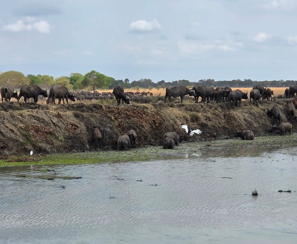 TanzAmerica Safaris Ltd.-米库米国家公园必去景点