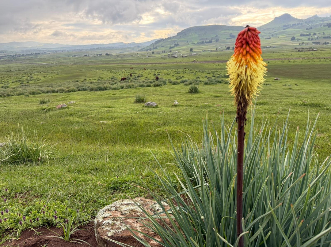 Lucy Ethiopia Tours-亚的斯亚贝巴必去景点
