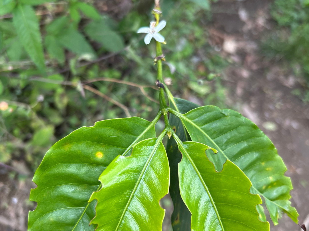 Coffee Tour Luger-萨伦托必去景点