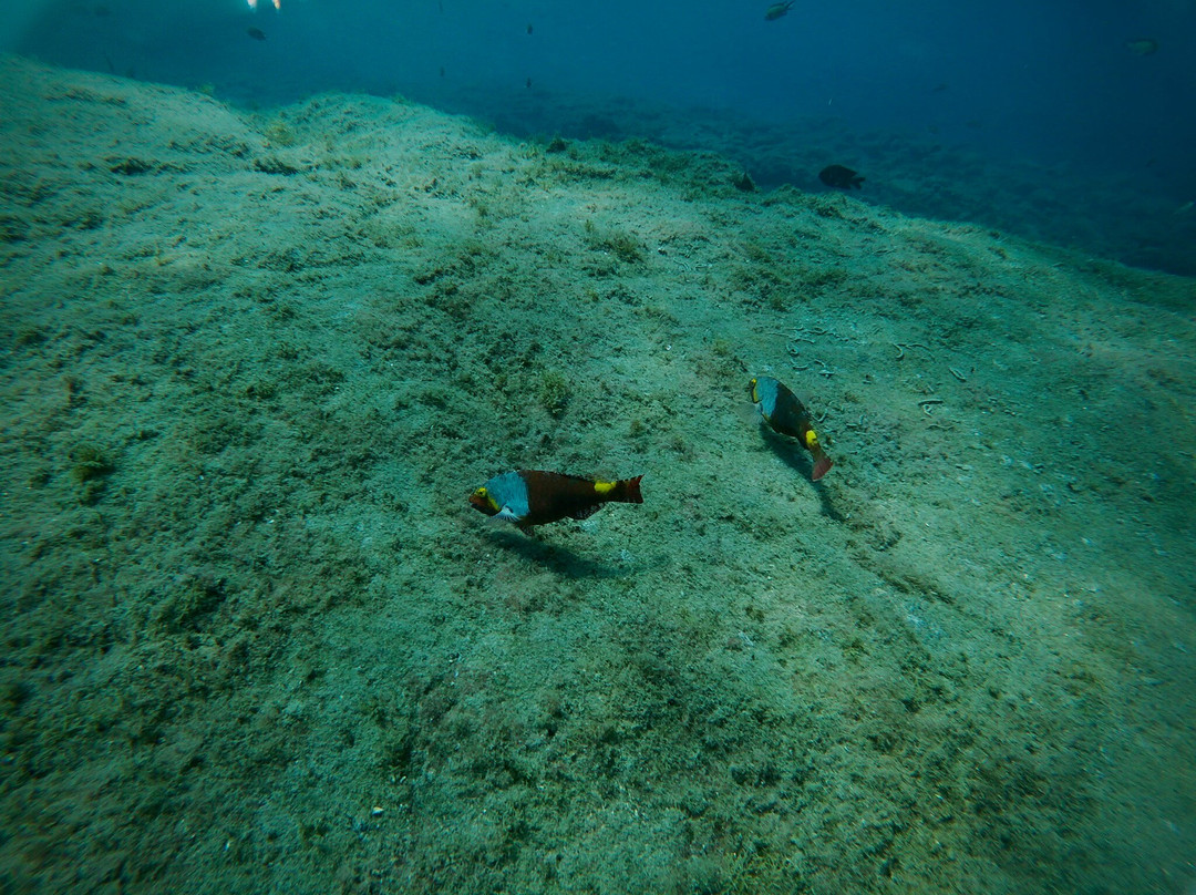 Puerto Rico Diving-波多黎各必去景点