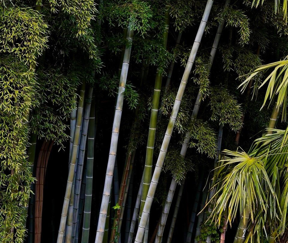 Batumi Botanical Gardens-巴统必去景点