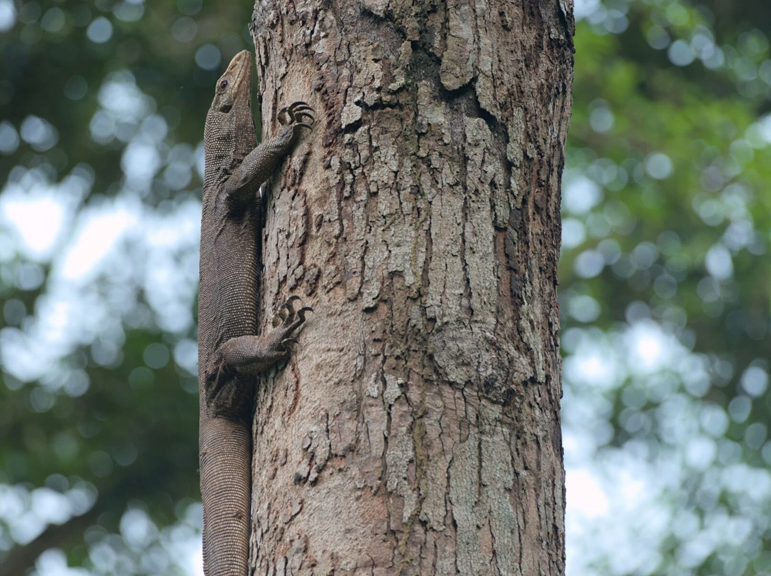 Pulau Ubin Nature and Kampong Walk-乌敏岛必去景点