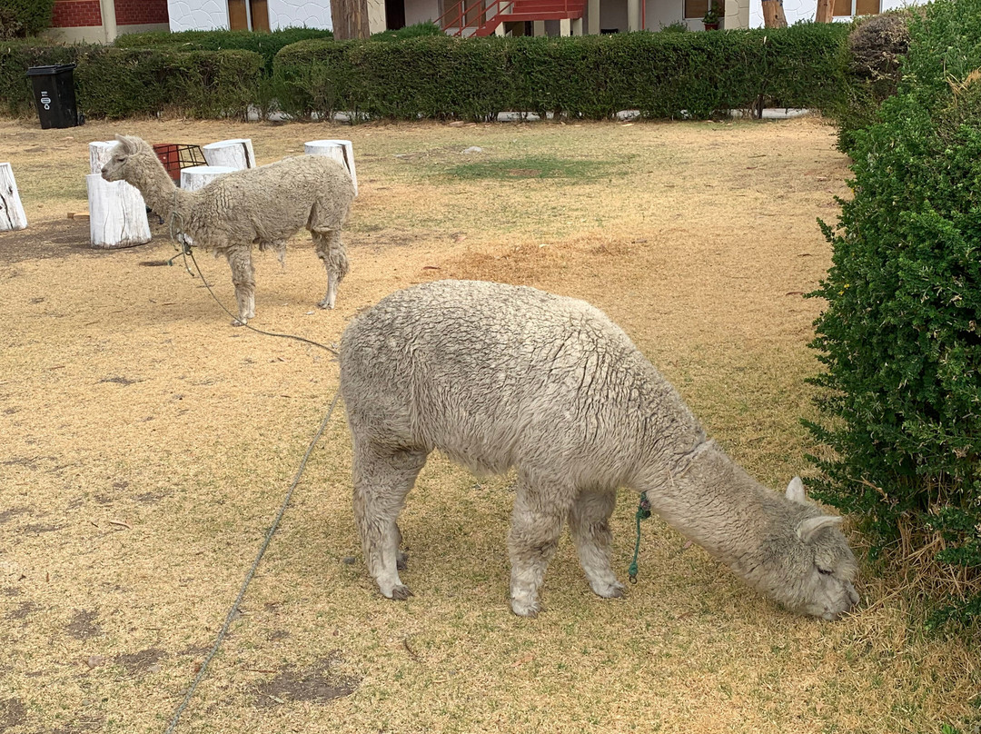 Casona Plaza Ecolodge Colca主图