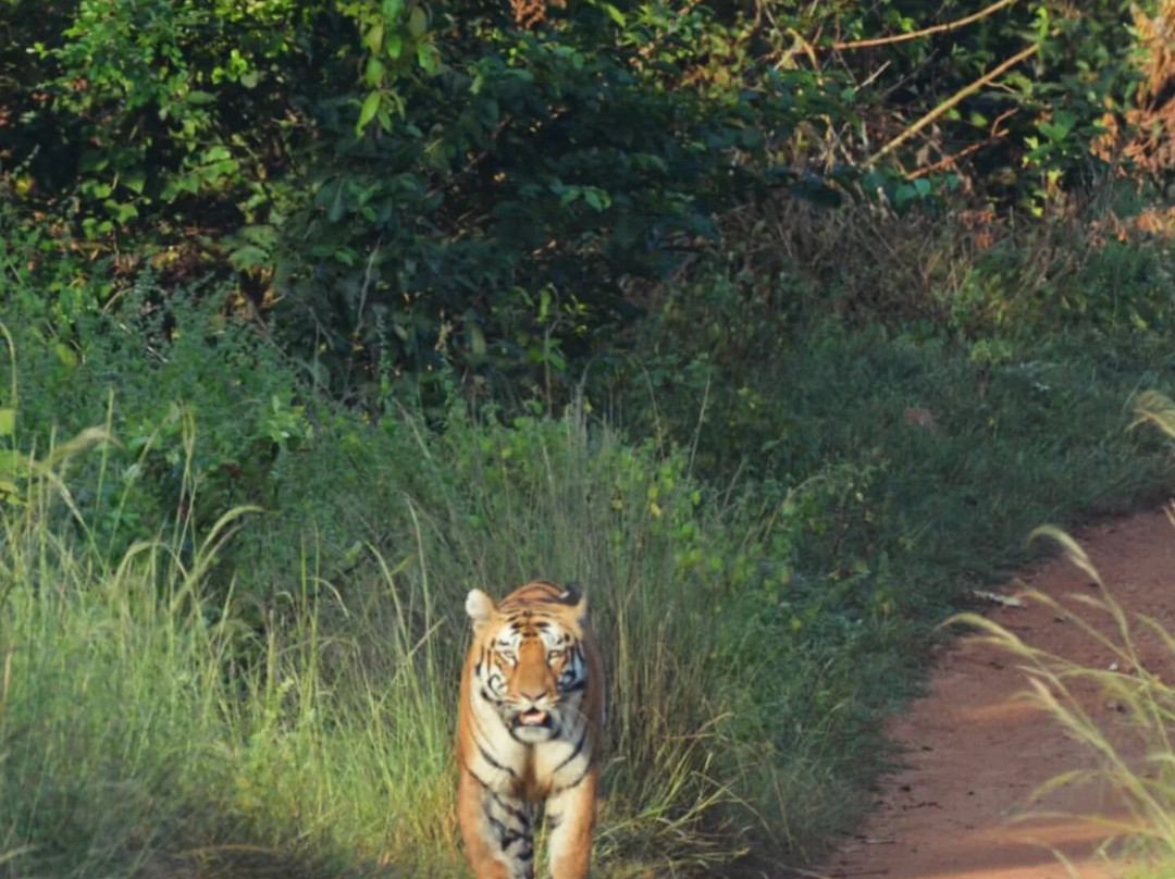 Jungle Bucket List-Moharli必去景点
