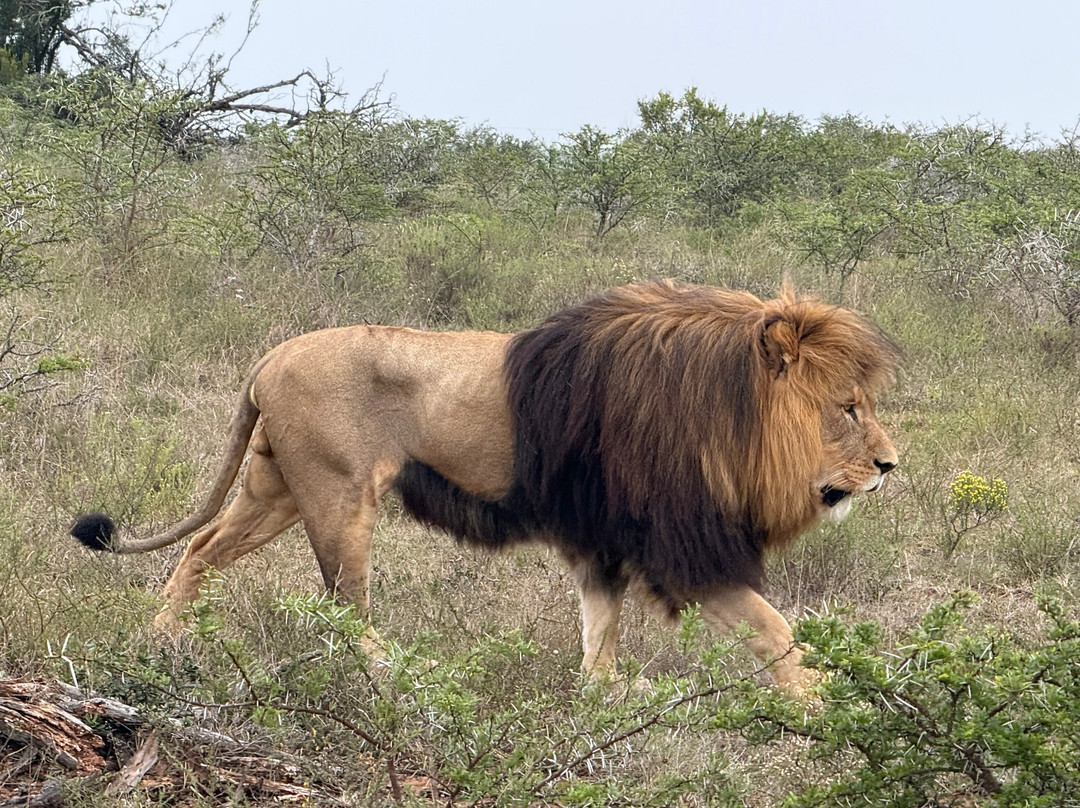 Schotia Tooth and Claw Safari-Addo Elephant National Park必去景点