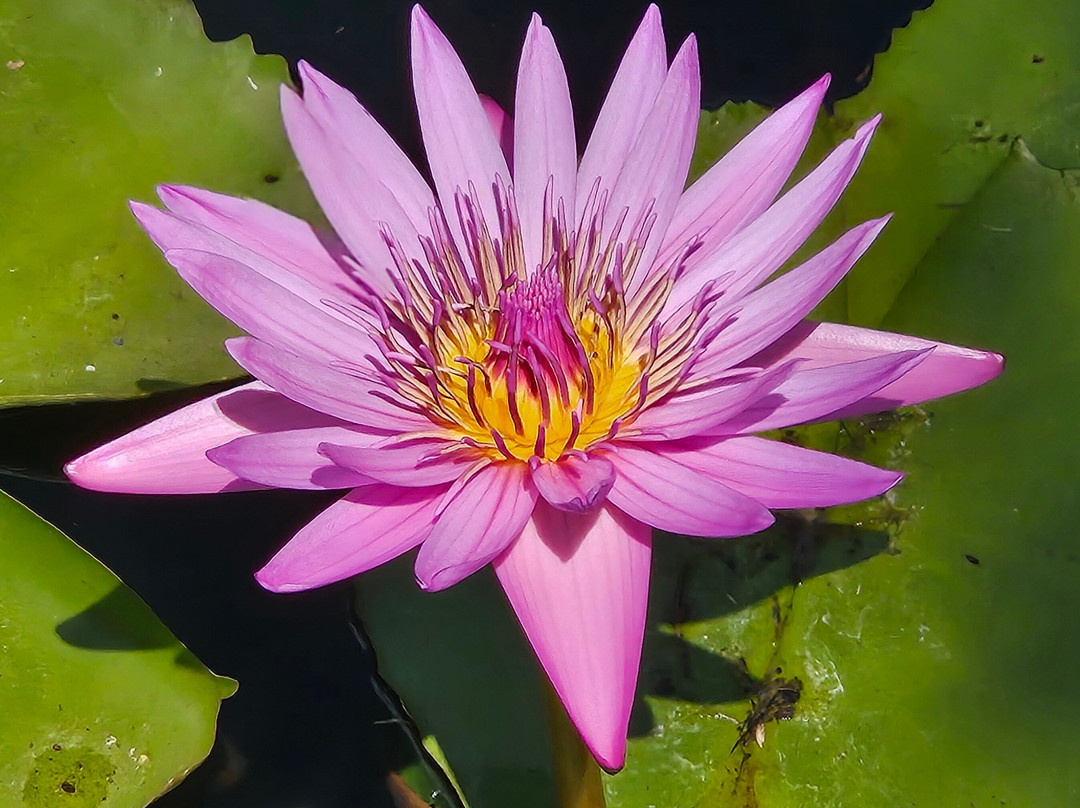 Nou Taxi Mauritius-蓝湾必去景点