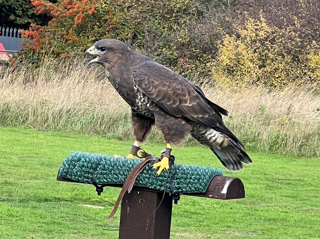 Feathers and Fur Falconry Centre-布拉克内尔必去景点