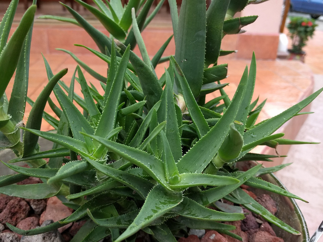 Ola Brisa Gardens-曼萨尼约必去景点