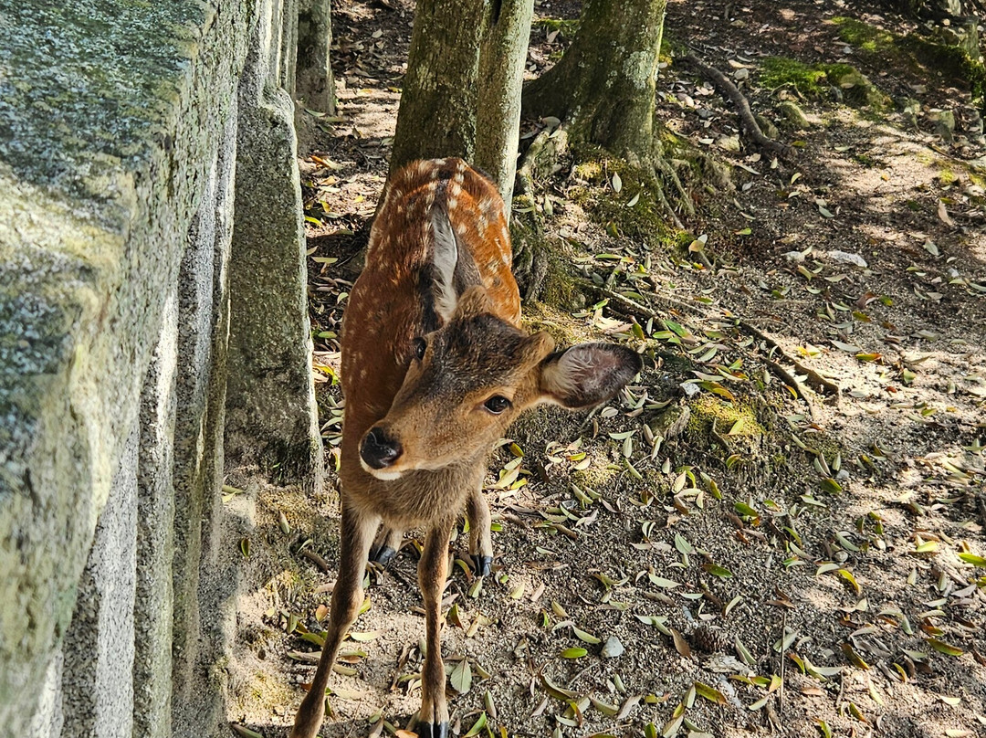 Miyajima Omotesando Shopping Street-Itsukushima必去景点
