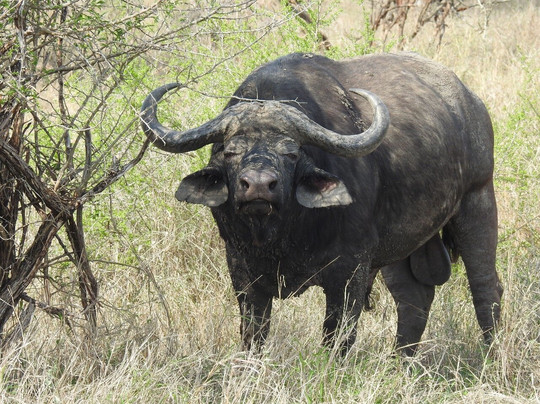 The Safari Beyond-尼斯普鲁特必去景点