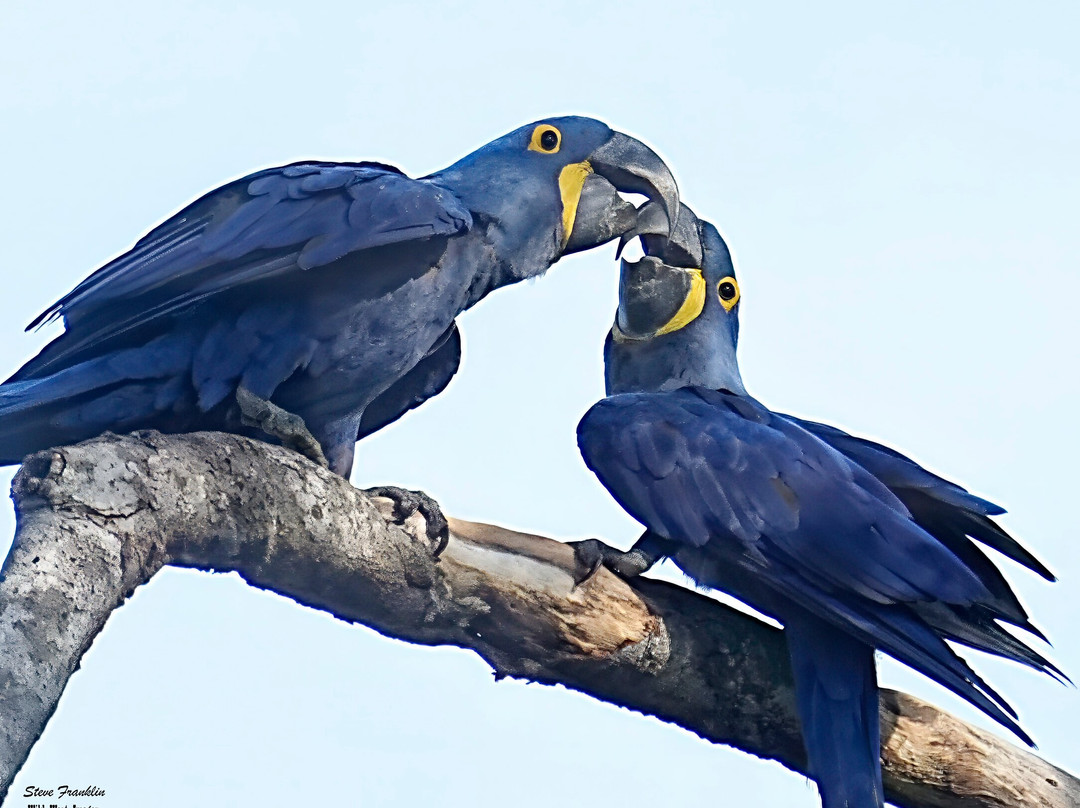 Journey With Jaguars-Porto Jofre必去景点