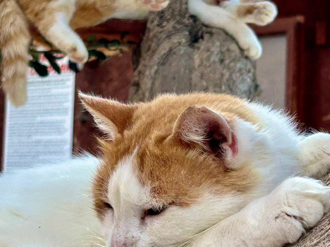 Tala Monastery Cat Park-Tala必去景点