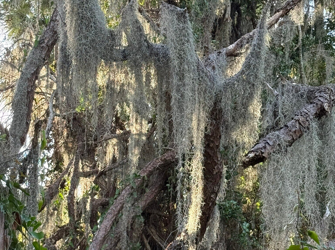 Boyd Hill Nature Preserve-圣彼德斯堡必去景点