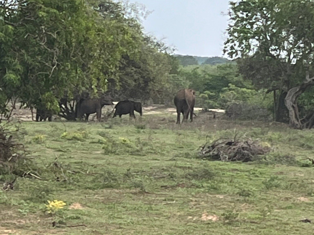 Ceylon Nature Tours-乌达瓦拉维国家公园必去景点