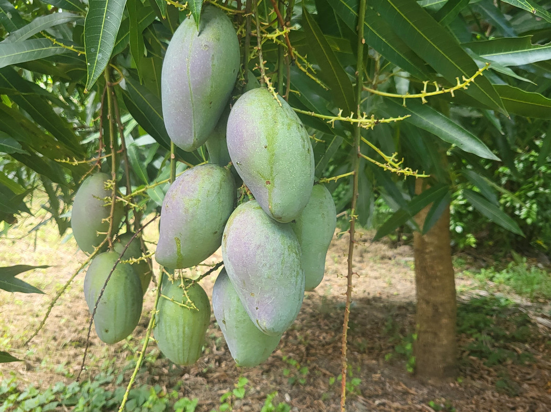 Cane Bay-圣克鲁斯必去景点