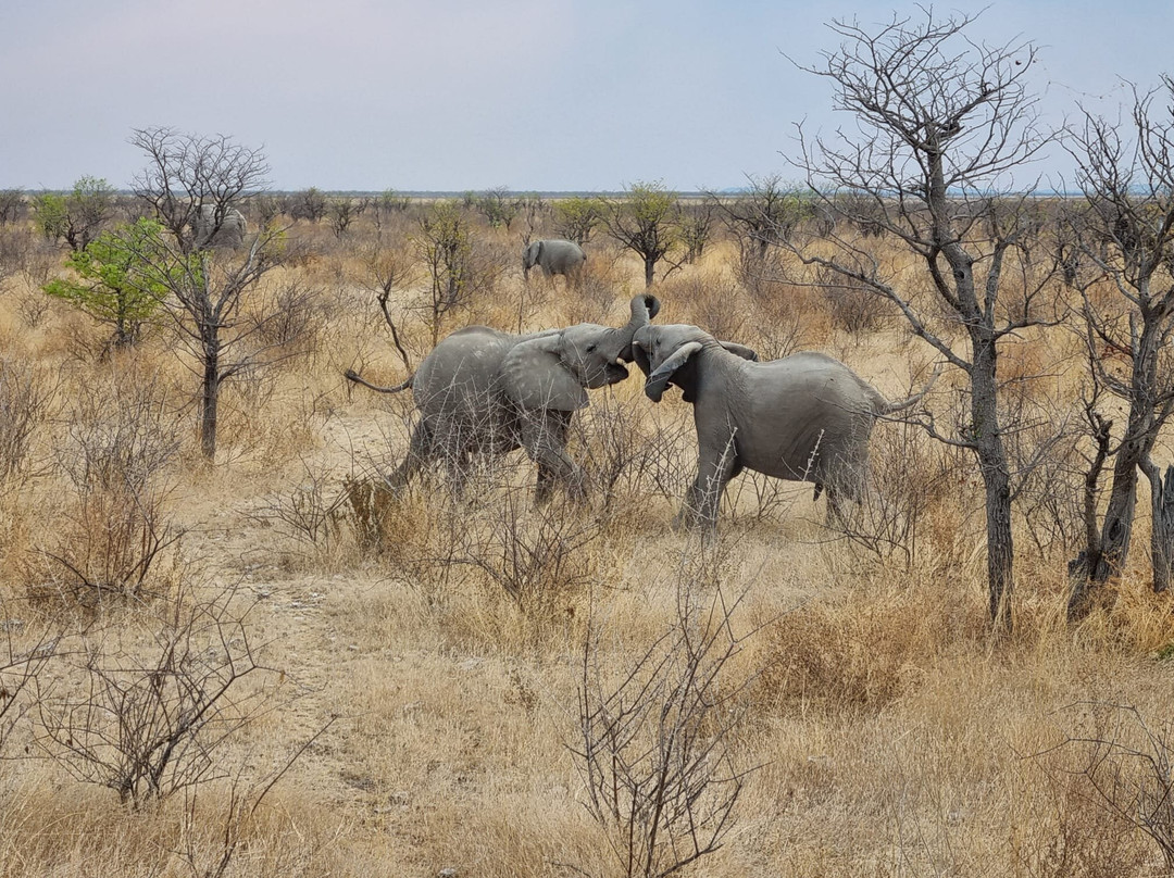 Kiboko Adventures-开普敦中心区必去景点