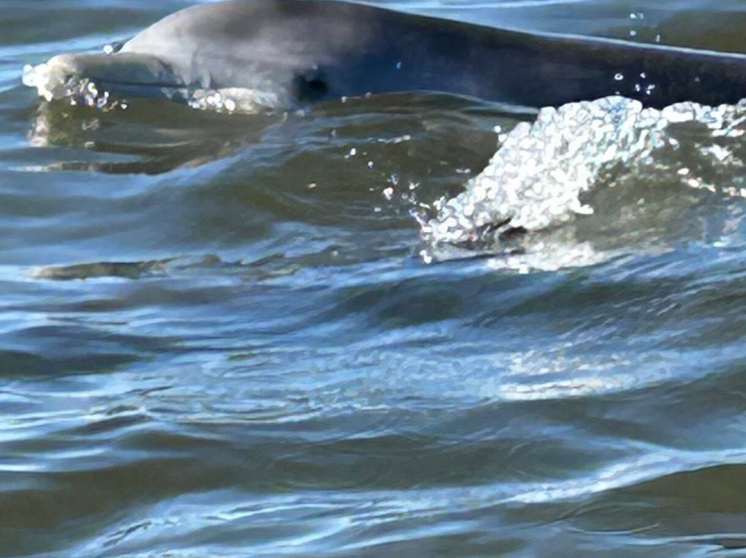 Ozello Boats-克里斯特尔里弗必去景点